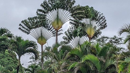 Immersion dans la beauté des plantes endémiques de Nosy Be