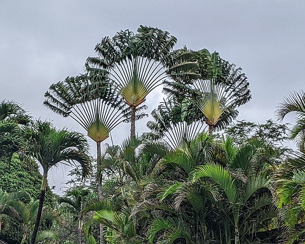 Immersion dans la beauté des plantes endémiques de Nosy Be