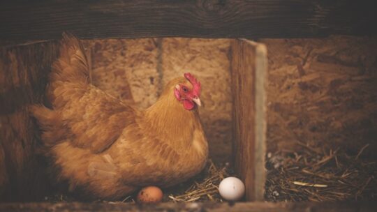 La ponte des poules : Comprendre le cycle de reproduction des gallinacés