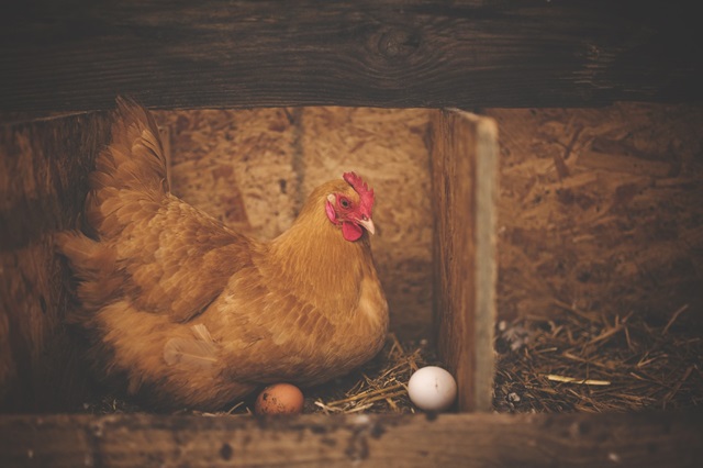 La ponte des poules : Comprendre le cycle de reproduction des gallinacés