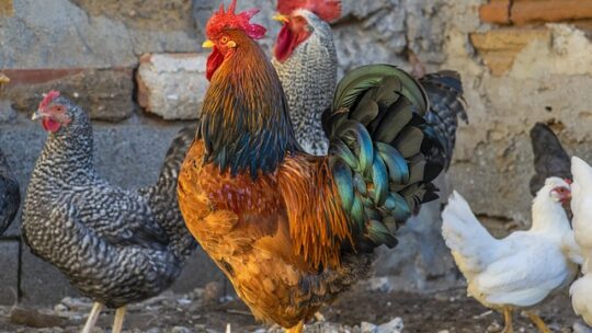 Vermifuge naturel ou chimique pour poules : Que choisir ?