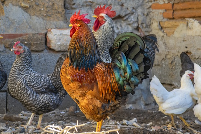 Vermifuge naturel ou chimique pour poules : Que choisir ?