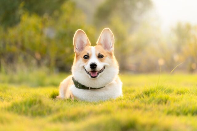 Premiers pas avec votre nouveau chien