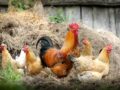 Vermifuge naturel pour poules : Solutions efficaces et respectueuses de l’environnement