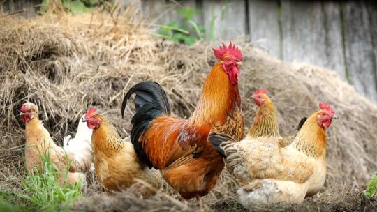 Vermifuge naturel pour poules : Solutions efficaces et respectueuses de l’environnement