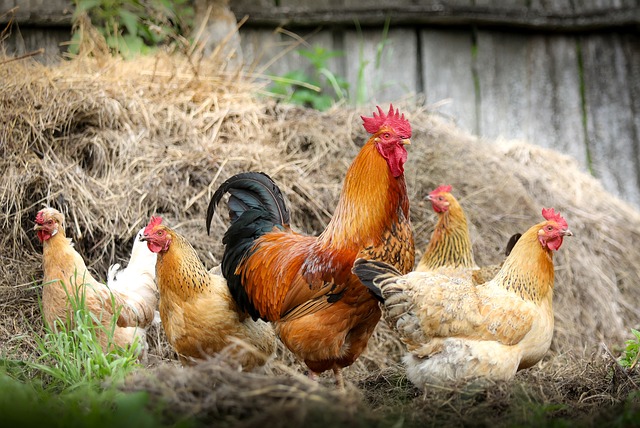 Vermifuge naturel pour poules : Solutions efficaces et respectueuses de l’environnement