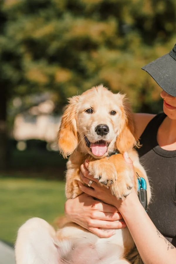 Activités et jeux pour stimuler votre chien