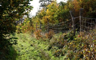 Clôture électrique : sécurité agricole durable